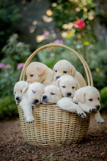 guide dogs for the blind adoption